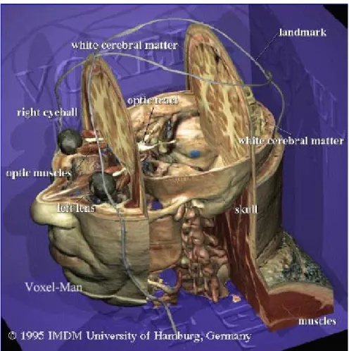 Fig. 4. 12: descrizione anatomica 3D 
