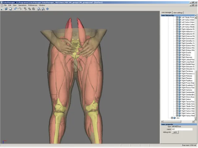 Fig. 4. 1: rappresentazione anatomica di pelle, muscoli e ossa 