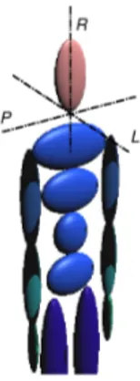 Figura 2.10: Assi di riferimento per i movimenti del collo.