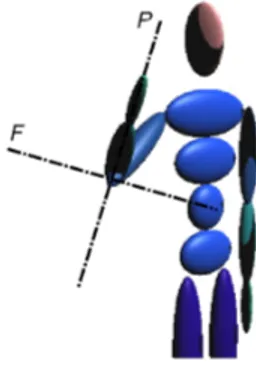 Figura 2.12: Assi di riferimento per i movimenti del gomito.