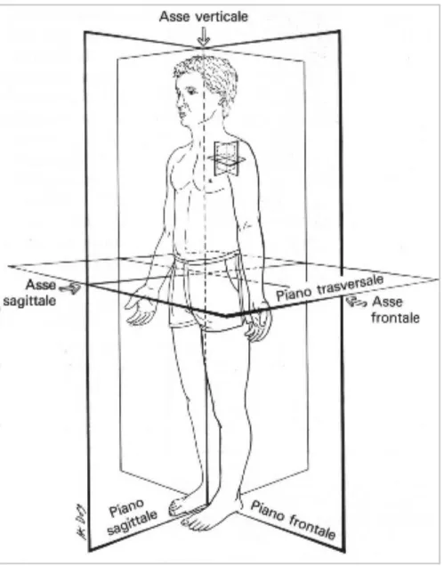 Figura 2.9: Piani principali e posizione anatomica di riferimento.