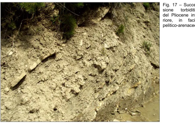 Fig. 17 – Succes- Succes-sione torbiditica  del Pliocene  infe-riore, in facies  pelitico-arenaceo.