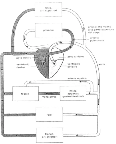 Fig 1- 1   Rappresentazione schematica del sistema circolatorio: sono evidenti i due circoli (grande e piccolo) e i  collegamenti tra il cuore e i principali organi