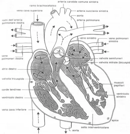 Fig 1- 2 Schema del cuore e dei suoi vasi sanguigni principali. 