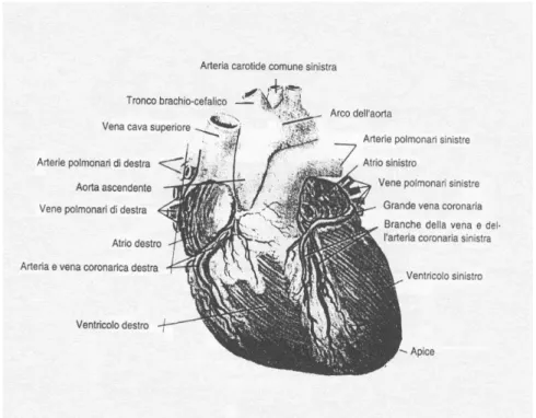 Fig 1- 4  Il cuore e i principali vasi sanguigni visti frontalmente. In figura si possono osservare i grandi vasi della  circolazione coronarica.