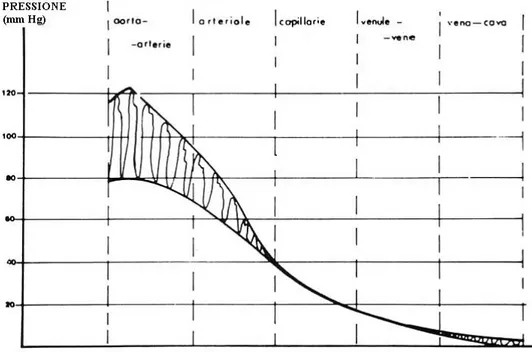 Fig 4- 8   Valori tipici dell’onda di pressione nei vari segmenti del sistema circolatorio