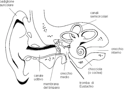 Fig. 1.5 : Struttura dell’orecchio umano. 