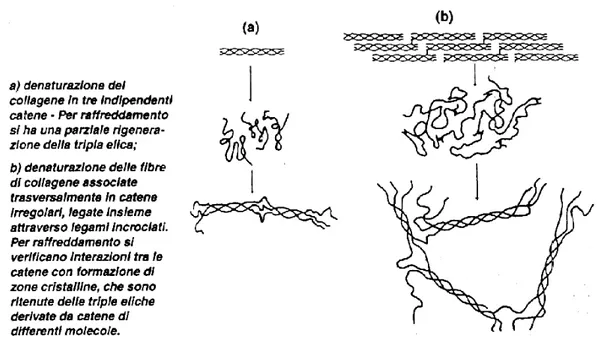Fig. 1.3.8.1 : Denaturazione del collagene a gelatina [3] 