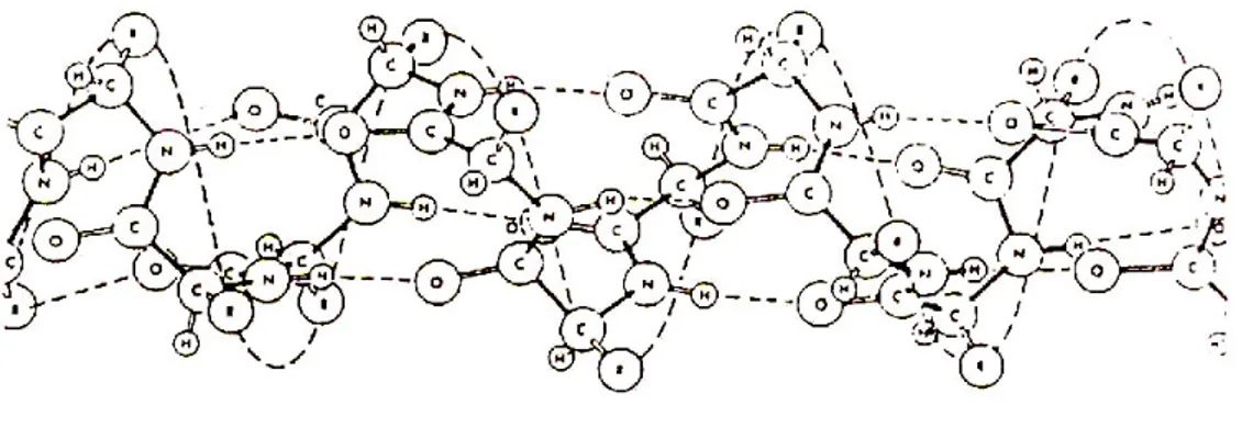 Fig. 1.1.2 : Struttura ad  α-elica di una protofibrilla[1] 
