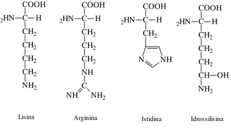 Fig. 1.1.10 : Amminoacidi con catene laterali acide e loro ammidi [5] 