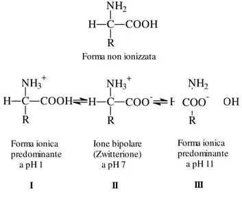 Fig. 1.1.11 : Struttura non ionizzata e strutture ionizzate di un amminoacido [4 ] 