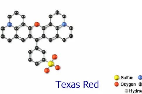 Figura 1. 9   Struttura del fluorocromo ‘Texas Red’                      