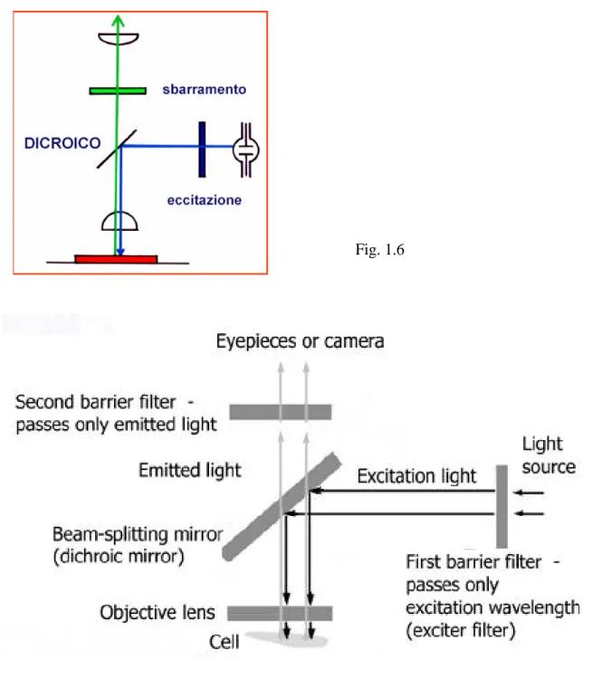 Figura 1. 7   Schema semplificato di un microscopio a fluorescenza di tipo dicroico.      