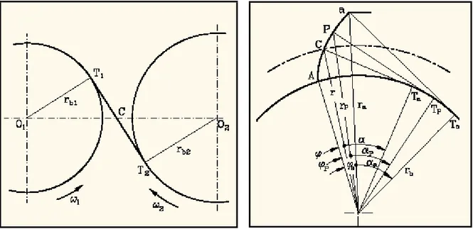 Figura 2.2 – Trasmissione del moto.  Figura 2.3 – Generazione del profilo ad evolvente 
