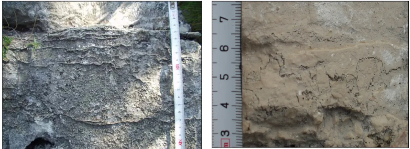 Fig. 10 - Livelli dolomitici costituiti da cristalli di dolomite  che si dispongono parallelamente alla stratificazione (Fm