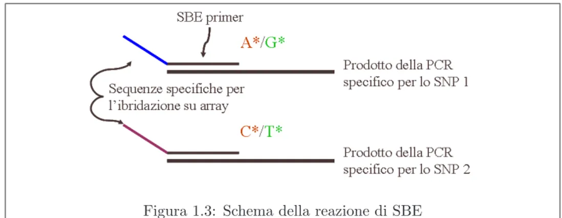 Figura 1.3: Schema della reazione di SBE