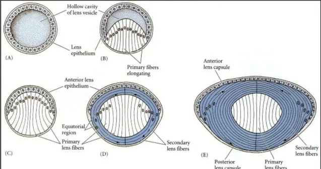 Figura 5: differenziamento del cristallino. (A) Vescicola del cristallino. (B) Produzione delle fibre  primarie del cristallino