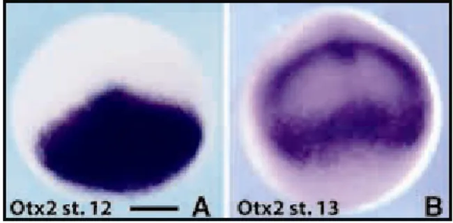 Foto 1: (A) Il territorio di espressione di Xotx2 è esteso a un’ampia porzione della piastra  neurale anteriore in embrioni a stadio 12 (gastrula tardiva)