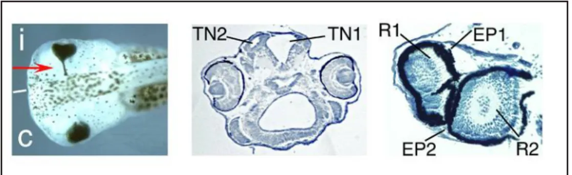 Figura 8: sovraespressione di Xrx1. Sinistra: la freccia indica epitelio pigmentato ectopico