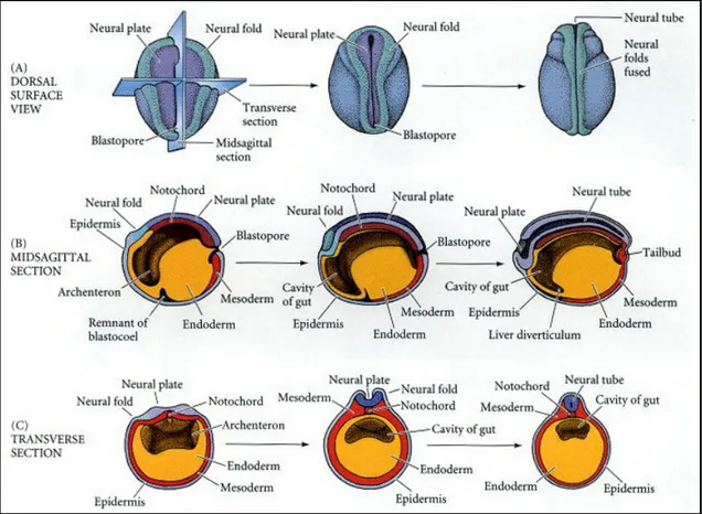 Figura 1 : la neurulazione di un anfibio da tre punti di vista diversi; in ognuno sono mostrate  neurule precoci (sinistra), intermedie (centro) e tardive (destra)