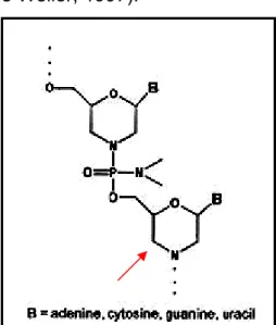 Figura 10: struttura di un oligonucleotide  “morpholino”. La freccia indica l’anello  “morpholino”, legato al successivo con un  legame fosforodiamidato