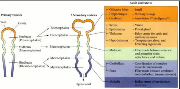 Figura 2: compartimentazione del tubo neurale: le tre vescicole primarie si suddividono in  cinque nel corso dello sviluppo