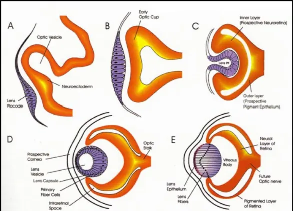 Figura 3: morfogenesi dell’occhio. (A-B) La vescicola ottica si allontana dal diencefalo, induce il  placode del cristallino e viene da esso indotta a sua volta a formare una struttura a coppa (C)
