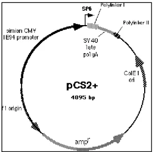 Figura 13: rappresentazione schematica del plasmide pCS2+. Non sono visualizzati i siti di 