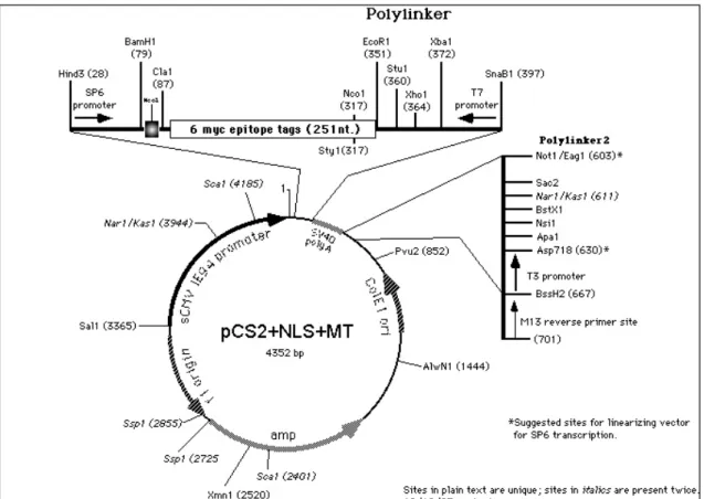 Figura 15: rappresentazione schematica del plasmide pCS2+NLS+MT. 