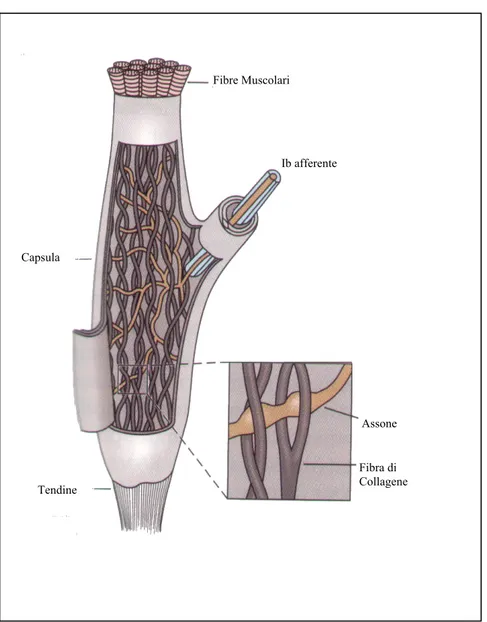 Figura 2.2: Organo di Golgi 