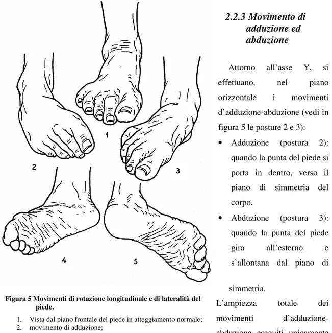 Figura 5 Movimenti di rotazione longitudinale e di lateralità del  piede. 