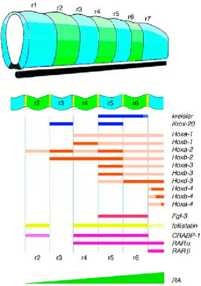 Figura 3: Rappresentazione schematica dell’ espressione di vari geni importanti per lo sviluppo del  rombencefalo di topo