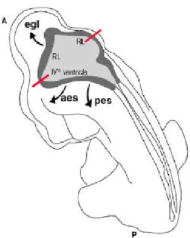 Figura 4:  Rappresentazione schematica del “rhombic lip” e delle vie di migrazione dei precursori  neurali