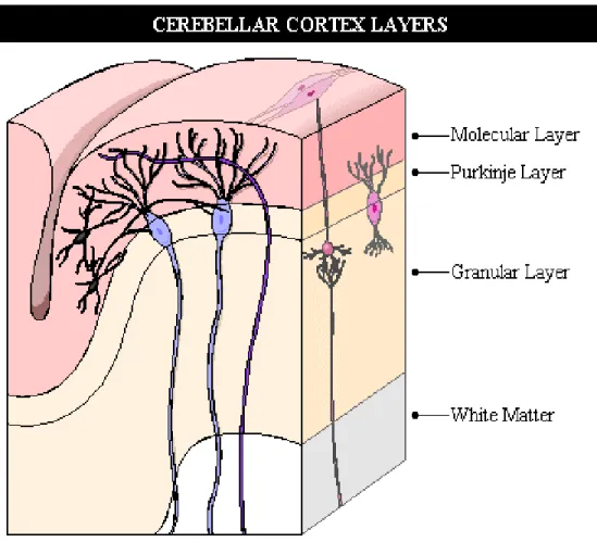 Figura 5: Schema degli strati che compongono la corteccia. 