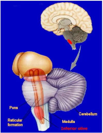 Figura 6: Rappresentazione schematica del cervello adulto posteriore. In rosso è evidenziata la  posizione del nucleo dell’oliva inferiore a livello del midollo allungato