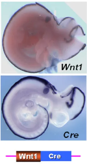 Figura 10: Comparazione dell’espressione genica di  Wnt1 (figura in alto) con l’espressione del  costrutto transgenico  Wnt1/Cre (figura in basso) in embrioni di topo a stadio 10 dpc