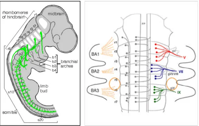Figura 2: Organizzazione metamerica dei nervi cranici e dei loro gangli nel rombencefalo di embrione  di topo