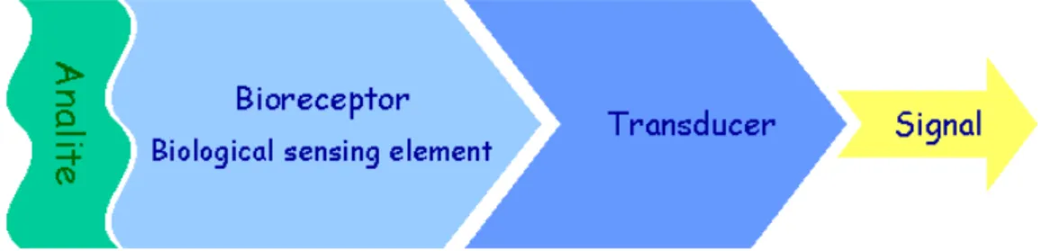 Figura 1.2  Rappresentazione schematica di un biosensore. Il trasduttore rileva  l’interazione tra l’analita ed il biorecettore e genera un segnale elettrico misurabile 