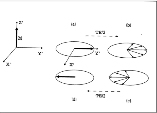 Figura 1.9:  Rappresentazione della sequenza Spin-Echo nel sistema ruotante:all’ istante t=TE/2 si ha un  rifasamento degli spin che provoca l’eco di segnale