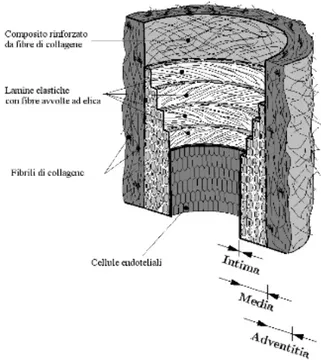 Figura 2.1 . Modello dei componenti di un’arteria giovane sana, composta da tre strati: Intima (I),   Media (M) e Adventitia (A)