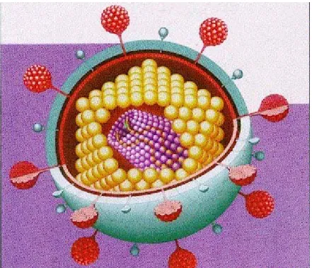 Figura 1.1: Particella virionica matura di FIV (da  1.cba.unige.it/virologia/HIVD1.jpg, modificata) 