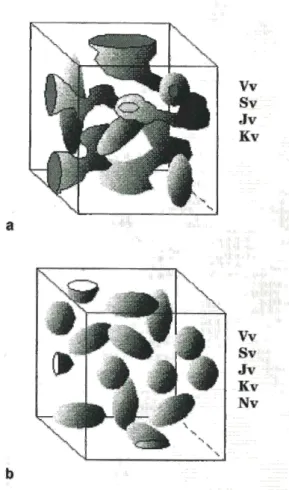 Figura 4-11: Modelli tessutali fondamentali della stereologia e parametri classicamente valutabili nei due casi