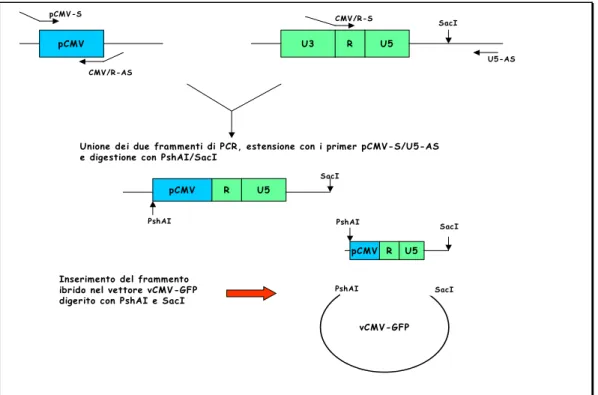 Figura 3.4: strategia usata per la produzione del vettore hLTR/CMV-GFP. 