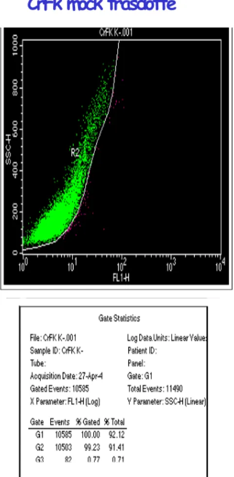 Figura 4.10: Analisi al FACS delle CrFk a 5 giorni dalla trasduzione. A sinistra è  rappresentato il controllo negativo, CrFk mock trasdotte, a destra le cellule trasdotte con 