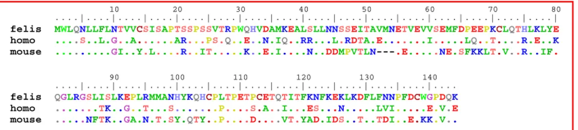 Figura 4.1: Allineamento delle sequenze aminoacidiche del GM-CSF felino,  umano, murino
