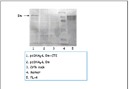 Figura 4.6: Western blot su CrFk trasfettate con la diversa combinazione di  plasmidi pcDNA3-L Env-CTE/pcDNA3-L Env