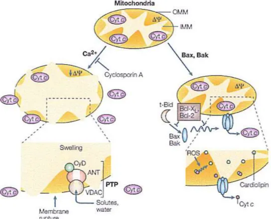 Fig 1.8. Meccanismi di rilascio delle proteine dello spanio intermembrane del mitocondrio (da (Orrenius 2003)).