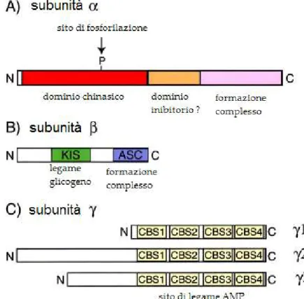Fig 1.11. Schema dei domini di AMPP. Localizzazione del dominio catalitico sulla subunità   (A); dominio di formazioni del complesso (ASC) e di legame al glicogeno sulla  subunità   (KIS) (B); domini di Bateman per il legame dell’AMP sulla subunità   (C)