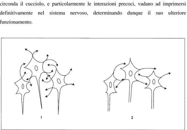 Figura 1 - 2: Stabilizzazione selettiva. 1-In un primo tempo, vengono emessi numerosissimi  prolungamenti dendritici, 2-ma solo quelli che sono stati attivati dalla stimolazione persisteranno  (27) 