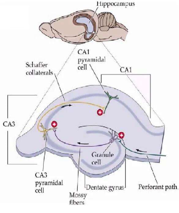 Figura 3: Veduta dell’ippocampo di ratto dopo  rimozione di parte della sovrastante neocorteccia